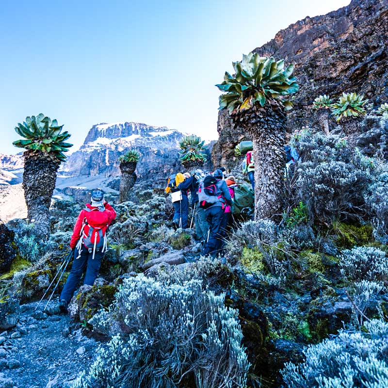 climbing mount kilimanjaro_rongai_route