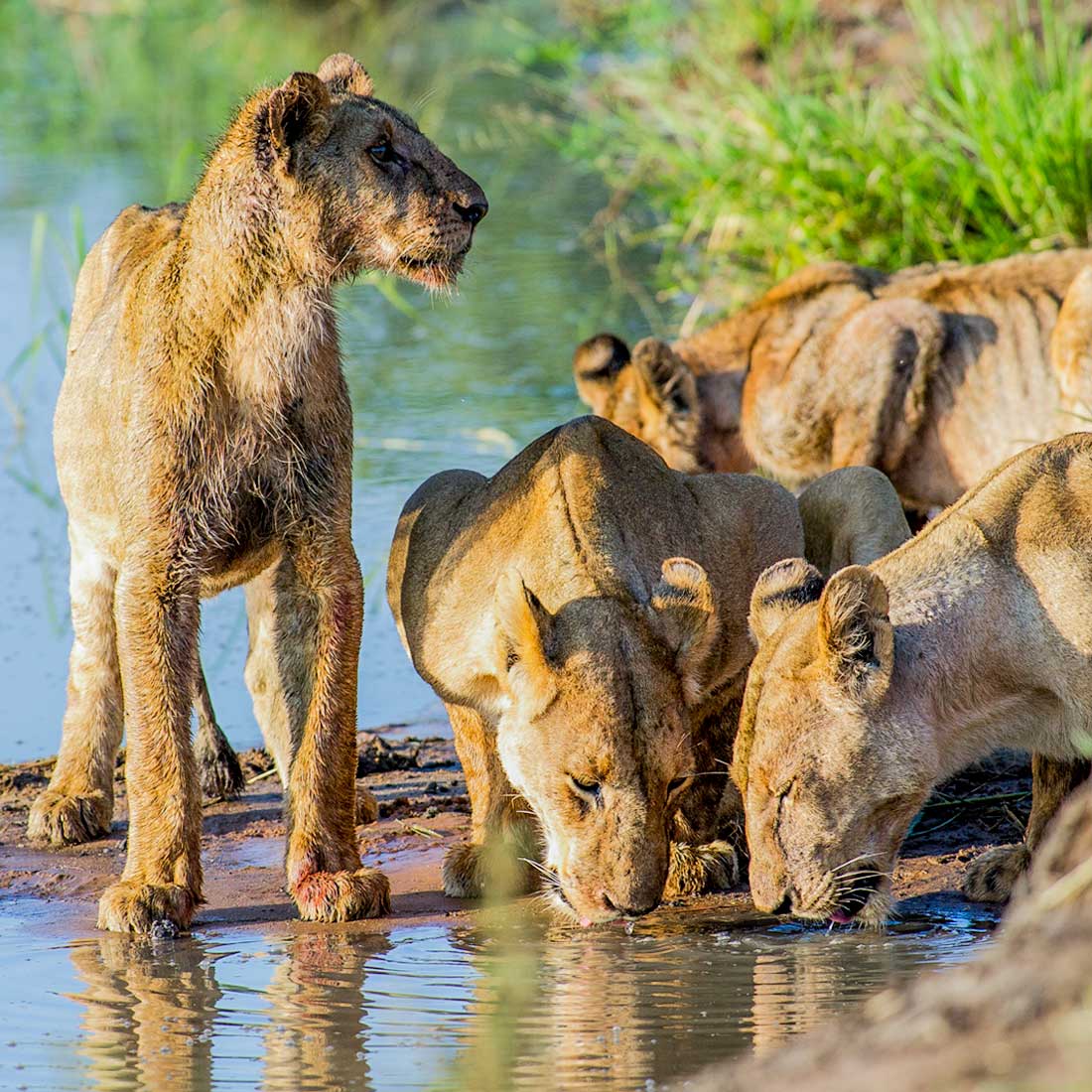 drinking after meal_at_serengeti
