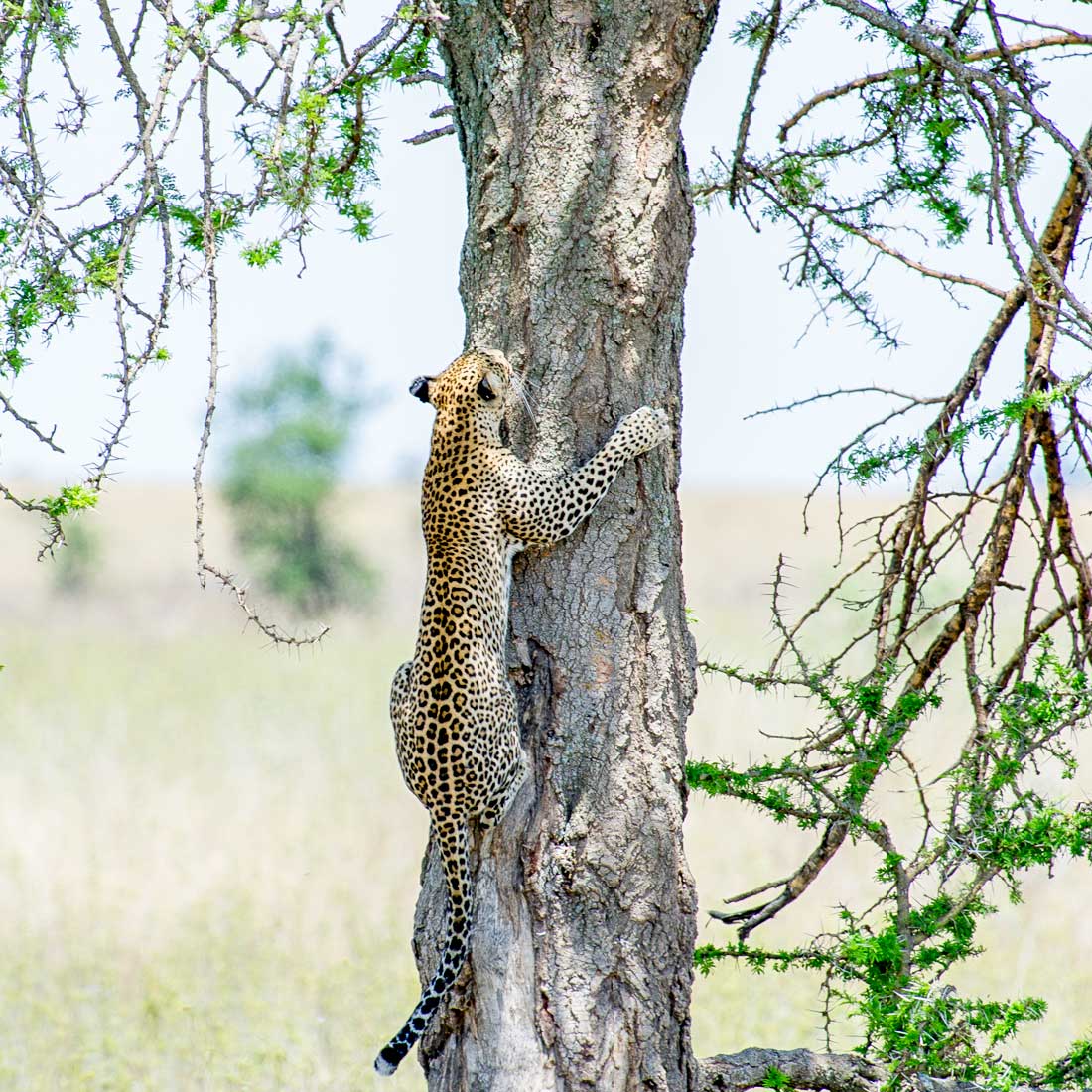 leopard at serengeti_national_park